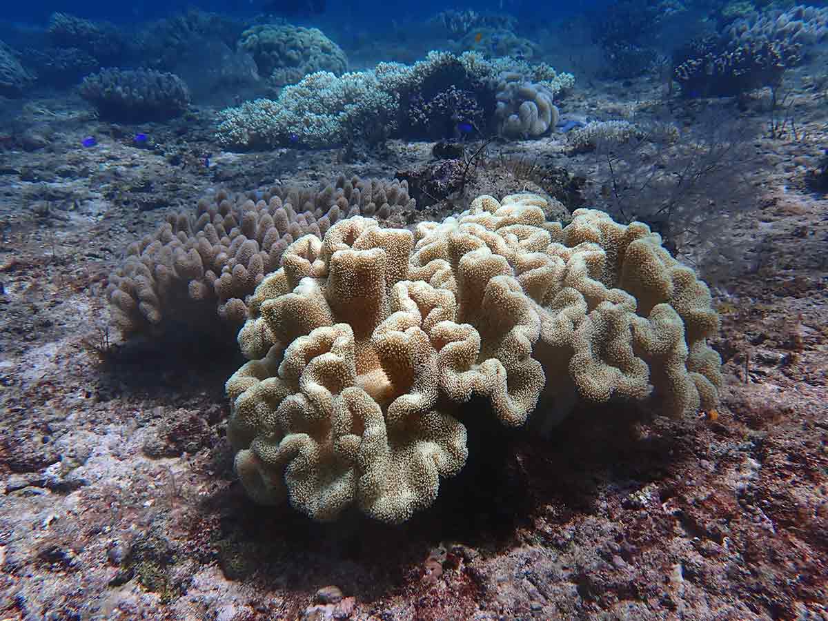 snorkel en malapascua island filipinas